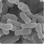 Lactobacillus bifidus