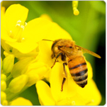 Bee Pollen