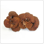Reishi mushroom
