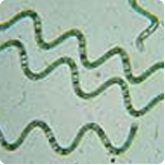 Spirulina