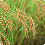 Brown rice