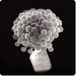 Koji culture (Aspergillus oryzae)